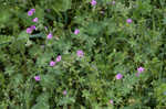 Dovefoot geranium